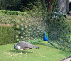 How do you get girls to like you? With peacocks!